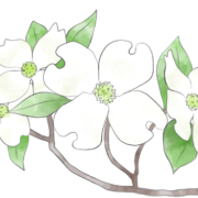 ハナミズキ イラスト