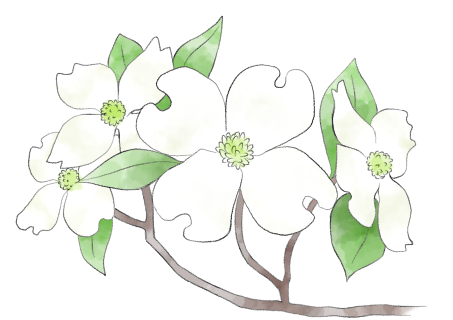 ハナミズキ イラスト